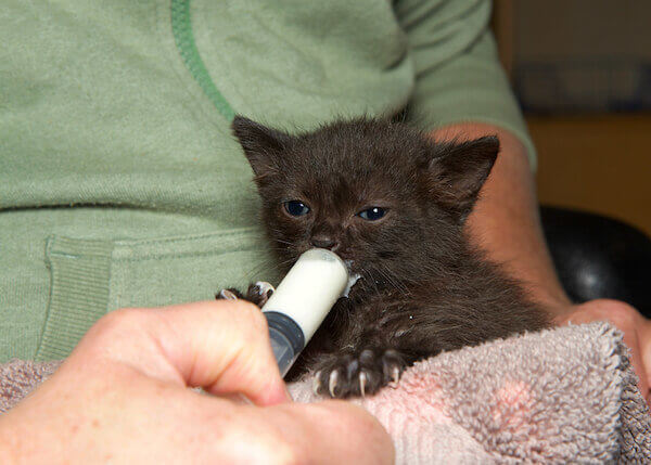 kitten feed hydrate