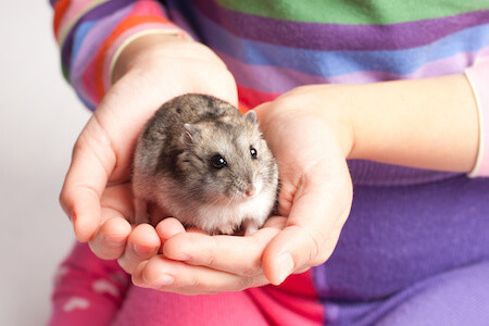 How to Hold a Hamster