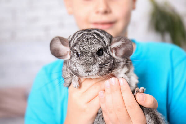 holding a chinchilla 