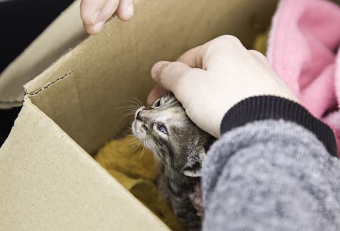 Rescue Kitten