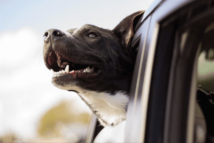happy dog looking out car window
