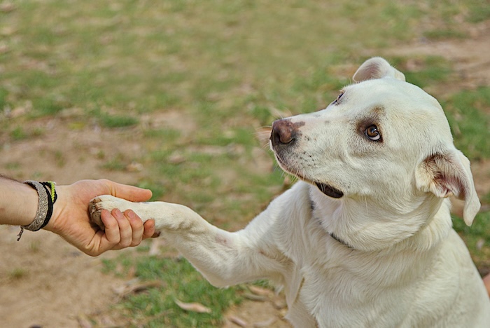 dog looking at human while it shakes the human's hand