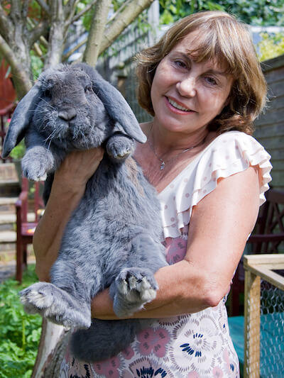 huge french lop rabbit