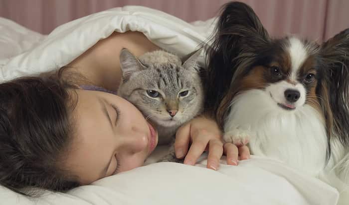 what breed of dog can live with cats