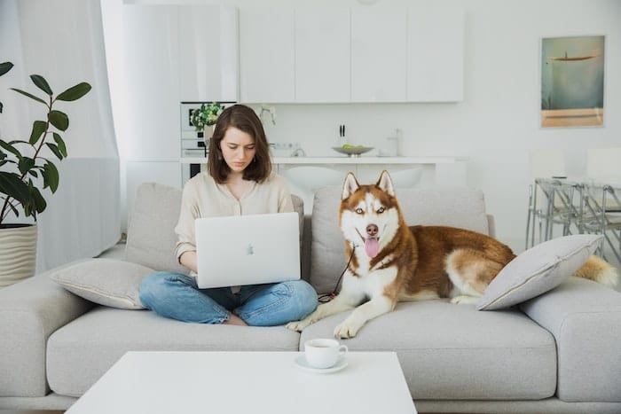 dog on couch