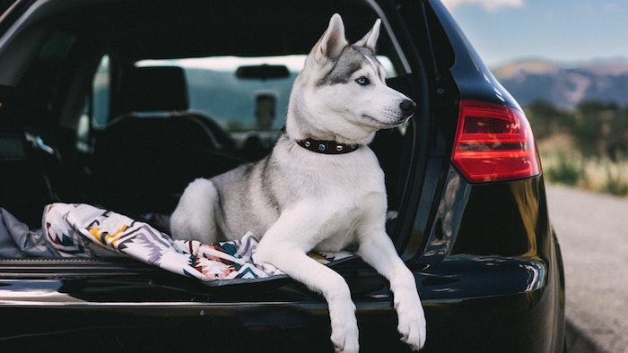 husky in car