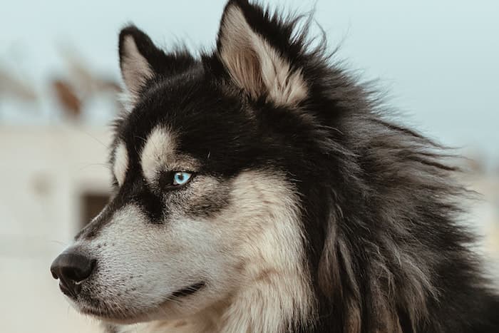 husky