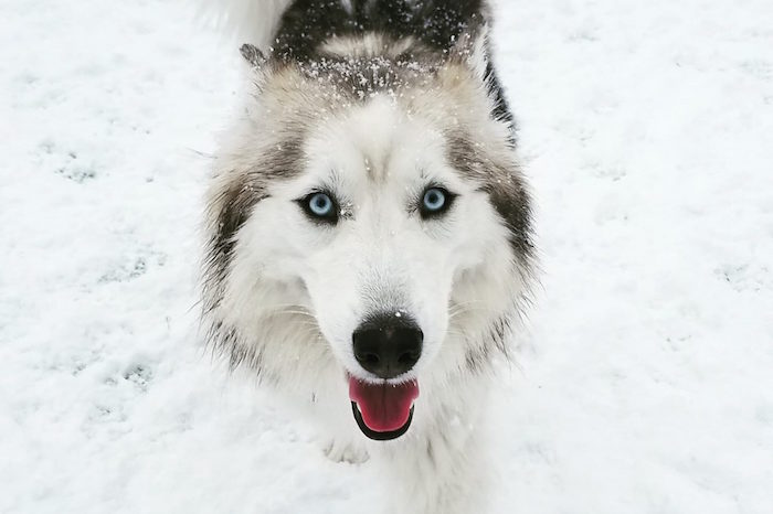 Husky in Snow