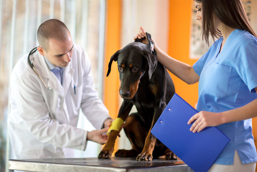 Dog with Injury at Vet