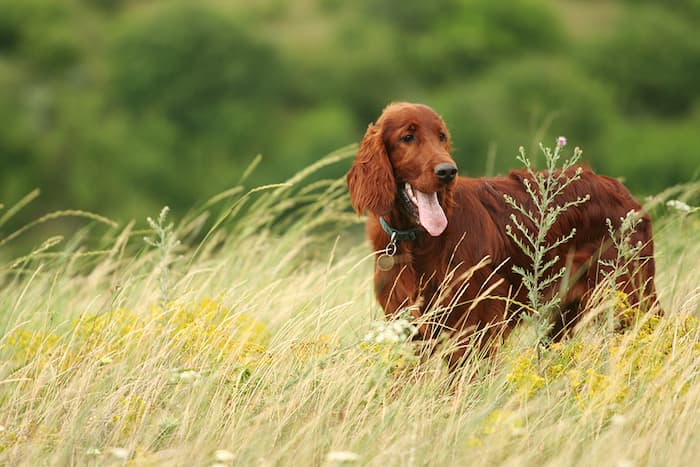 Irish Setter