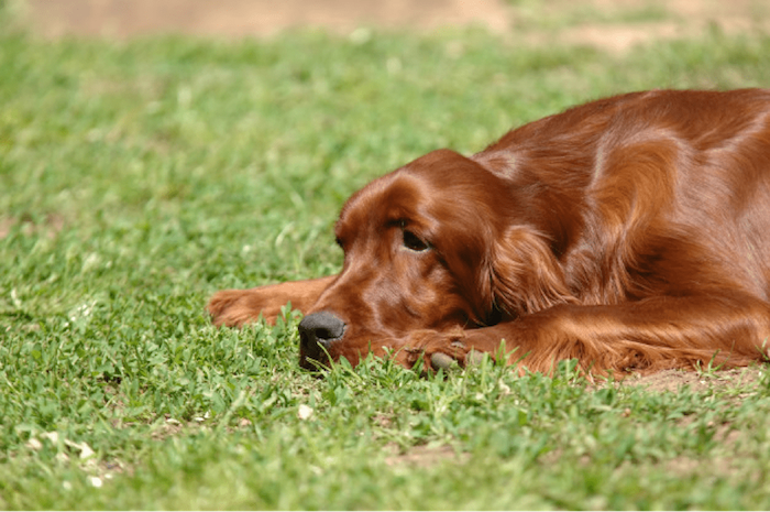 Irish Setter in Grass