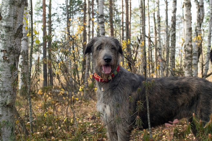 Irish wolfhound in the wods