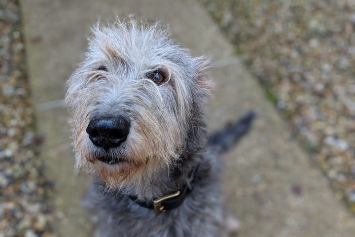 Iris Wolfhound