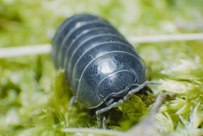 isopod on greenery