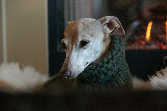 Italian Greyhound in sweater