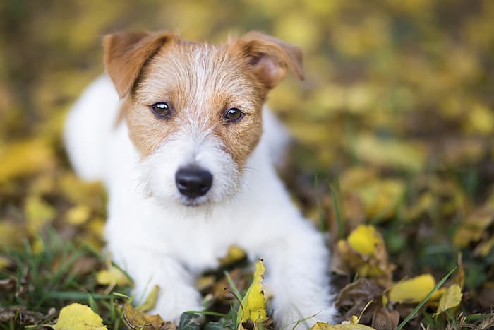 Jack Russell Terrier