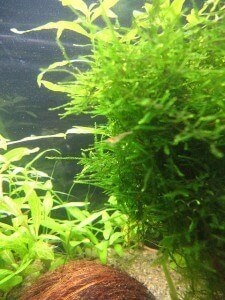 java moss