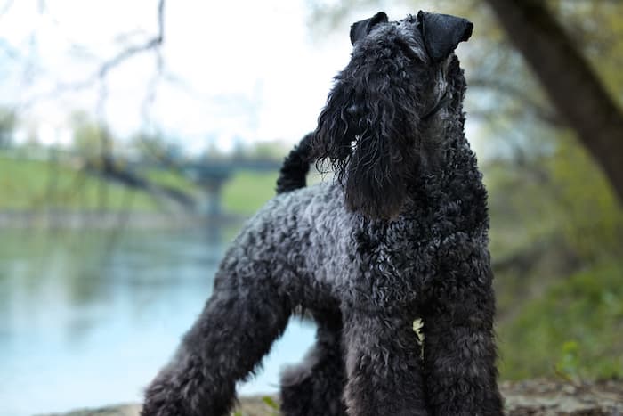 Kerry Blue Terrier