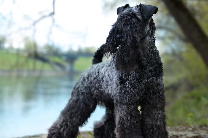 Kerry Blue Terrier