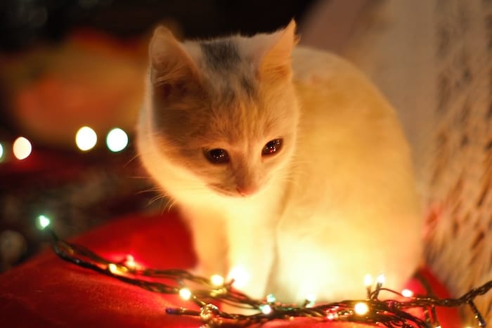 kitten looking at holiday lights