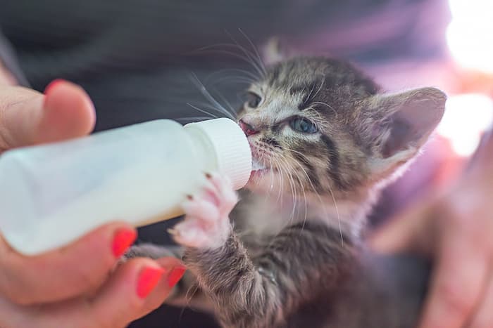 bottle feeding a kitten