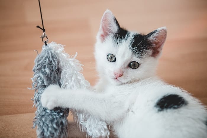 kitten with toy