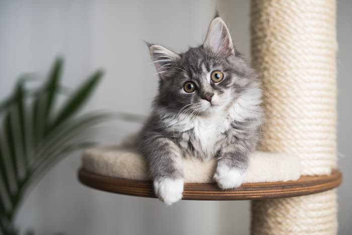 kitten resting on a cat tree