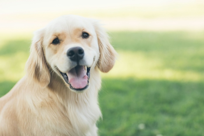 happy lab looking at camera