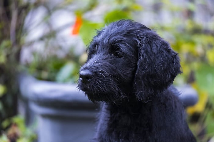 black labradoodle