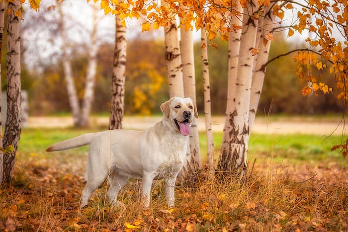 Lab Dog