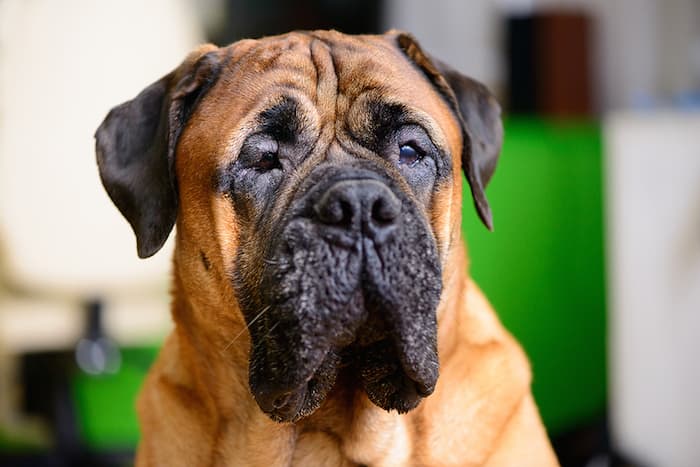 Bullmastiff