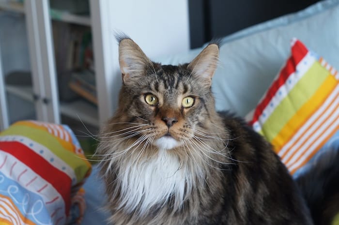 gray maine coon