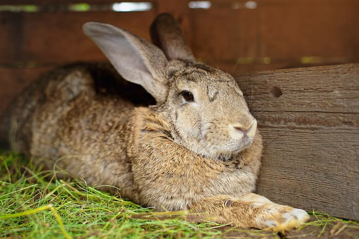 large rabbit