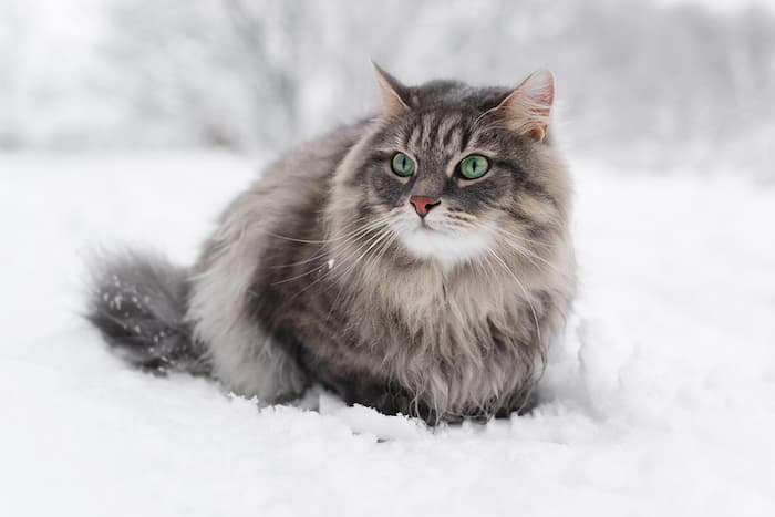 large Siberian forest cat in the snow