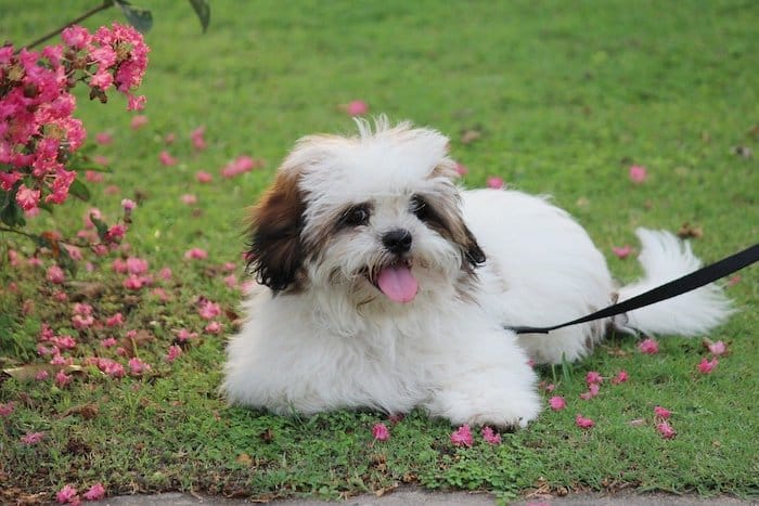 Lhasa Apso