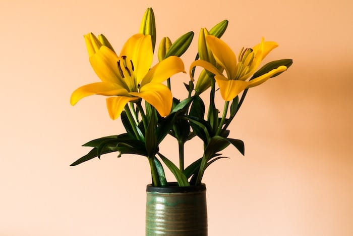 yellow lilies