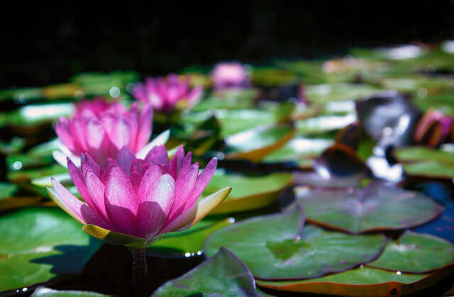 lilly pads