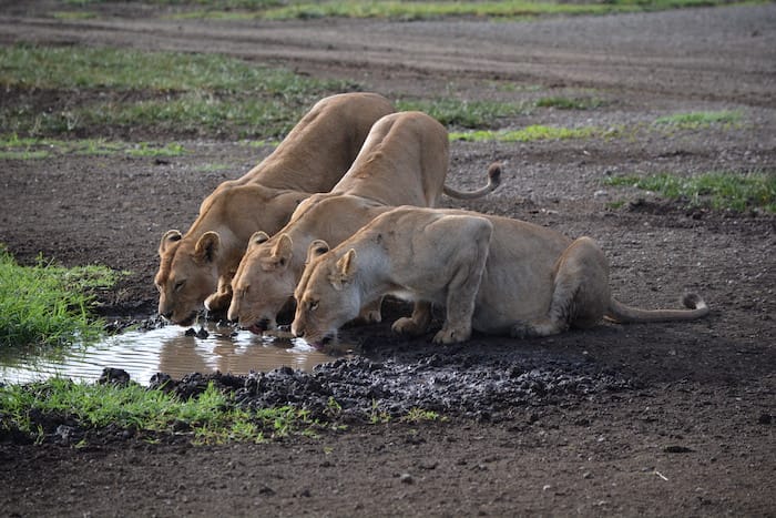 three lions drinking from puddle