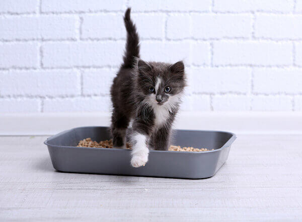 kitten in litter box