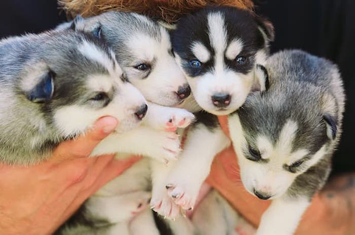 husky puppies