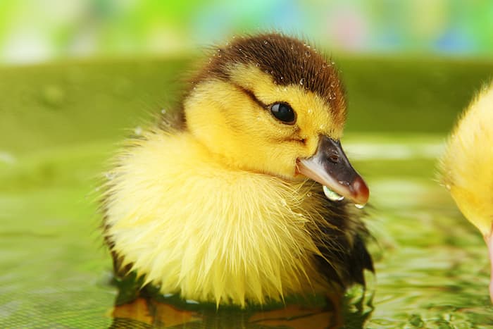 duckling in water