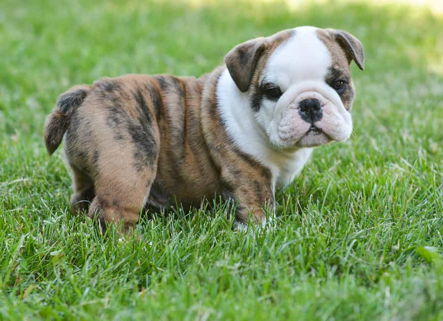 new bulldog puppy