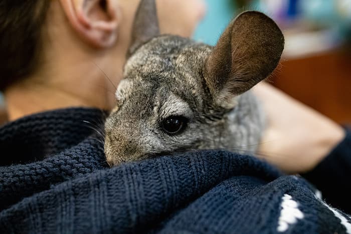 chinchilla 