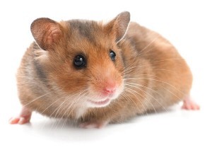 hamster facts