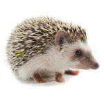 Little Hedgehog