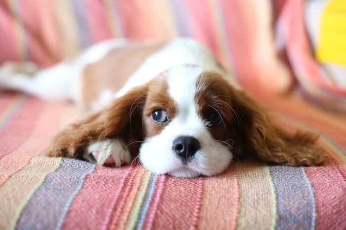 dog on blanket