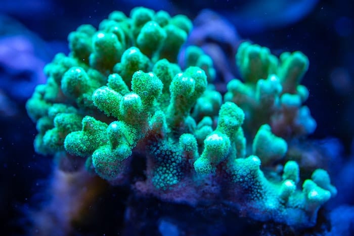 green coral