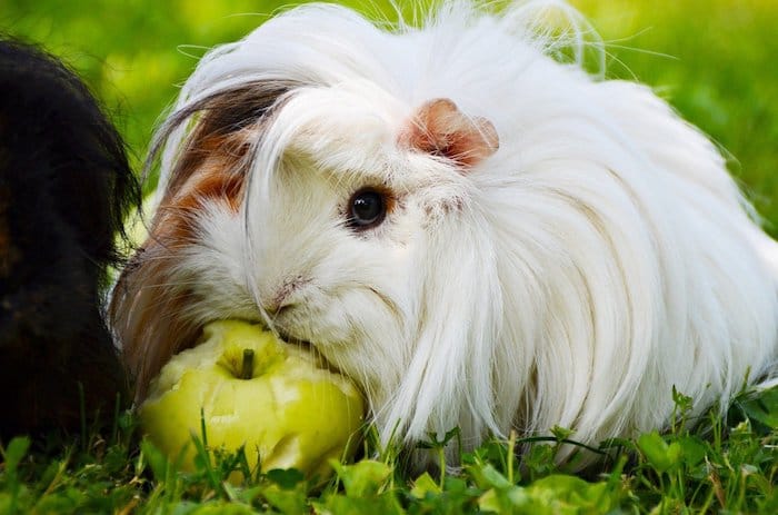 long hair white guinea pig eating an apple