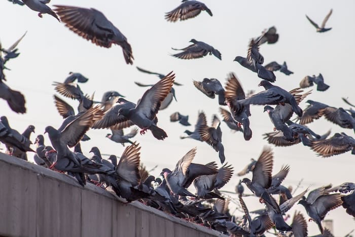 lots of pigeons