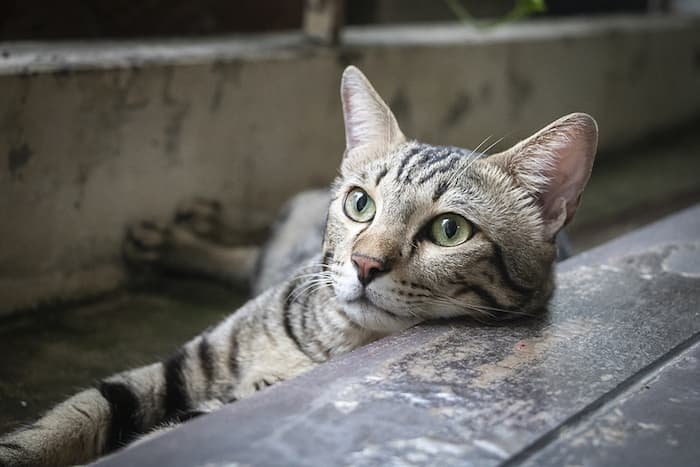 cat lounging outside